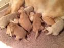 Labradoodle Puppies for sale|Ready April 2014|Professional Breeder of Labradoodles| 